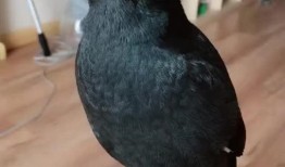 八哥最新视频爆料,娱乐圈幕后真相大曝光！